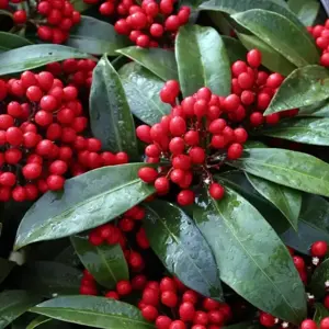 Skimmia reevesiana (M/F)